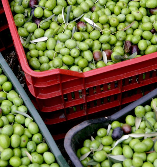 Load image into Gallery viewer, GAEA Pitted Greek Olives Marinated with Lemon & Oregano